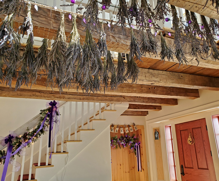 Fragrant dried lavender 